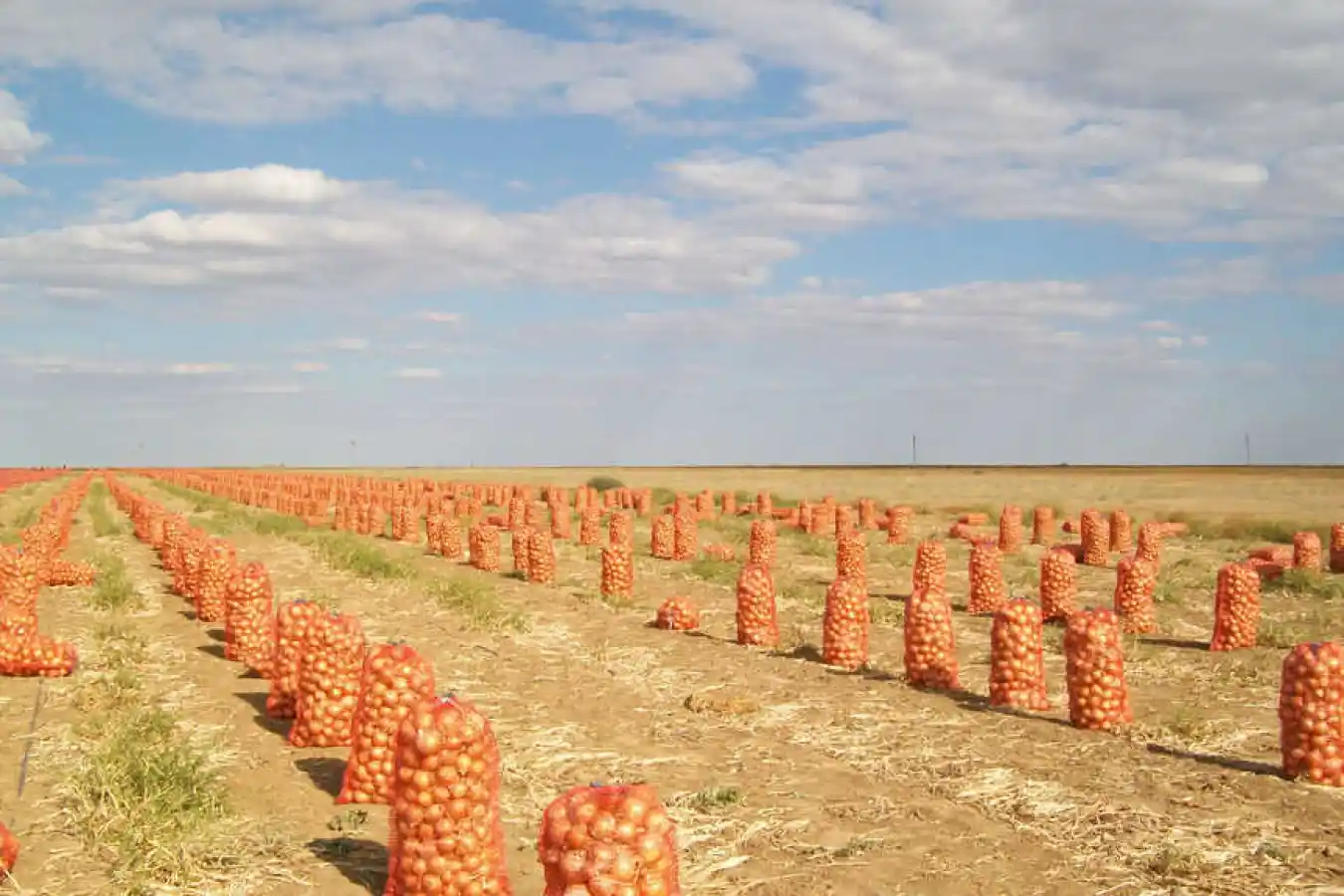 Уборка лука – фото agroinfo.com